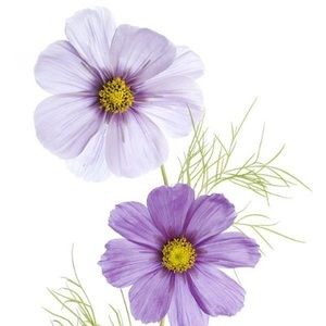 Meet your Posher, Donia